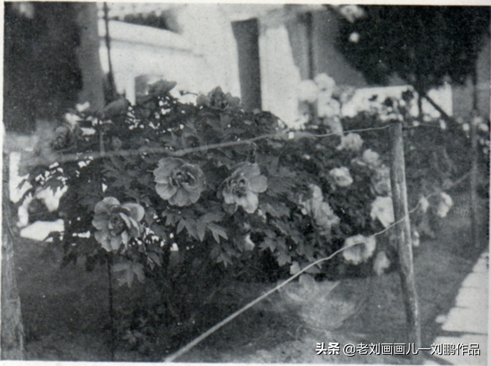 民国时期曾开设专列火车到此赏花