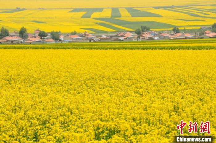 大田生长的油菜。安徽农科院研究员胡宝成 供图 大田生长的油菜。安徽农科院研究员胡宝成 供图