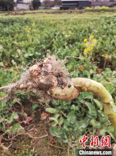 受到根肿病侵害的油菜根部肿大症状。四川农业大学副教授杨辉 供图 受到根肿病侵害的油菜根部肿大症状。四川农业大学副教授杨辉 供图