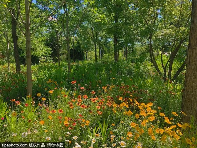 夏日“森”呼吸(下)| 周末城市漫步之旅