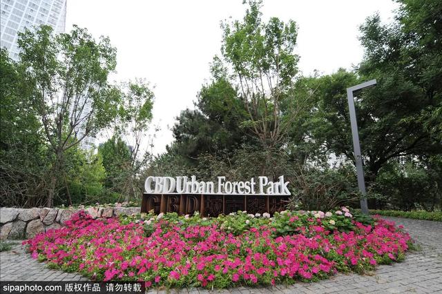 夏日“森”呼吸(下)| 周末城市漫步之旅