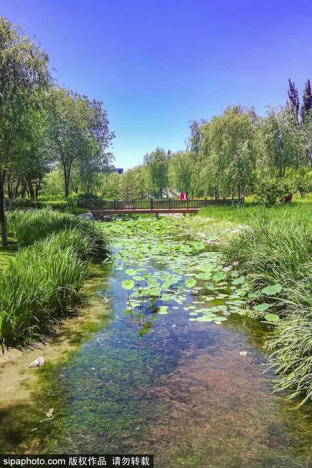 夏日“森”呼吸(下)| 周末城市漫步之旅