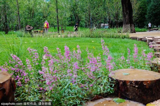 夏日“森”呼吸(下)| 周末城市漫步之旅