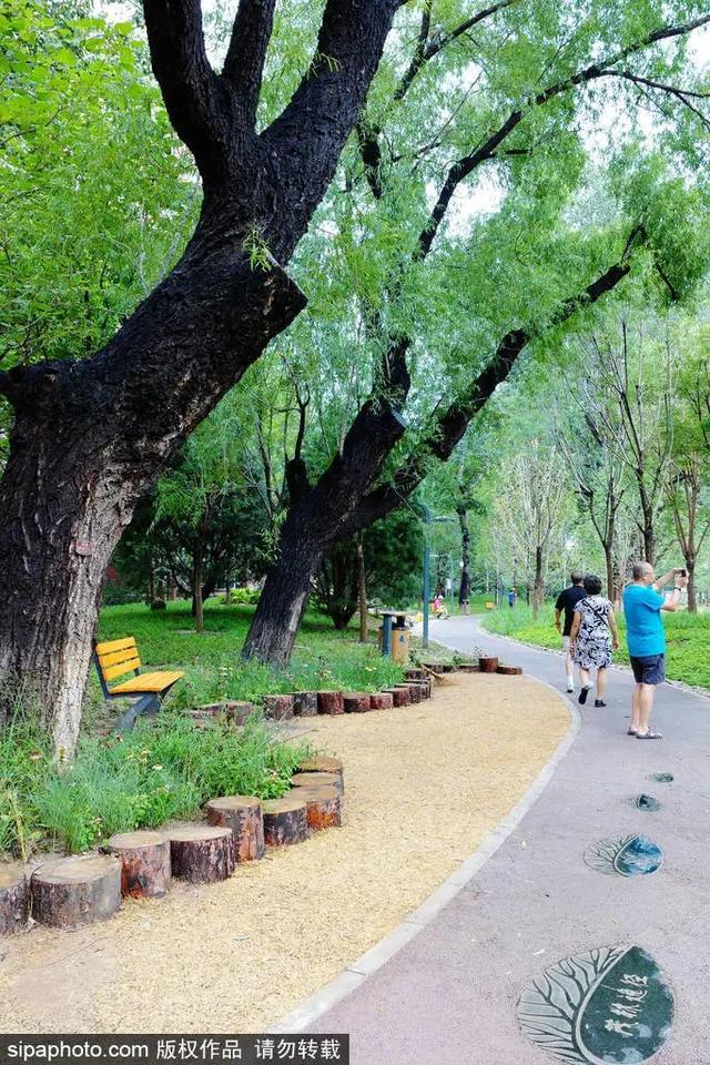 夏日“森”呼吸(下)| 周末城市漫步之旅
