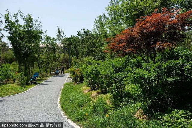 夏日“森”呼吸(下)| 周末城市漫步之旅