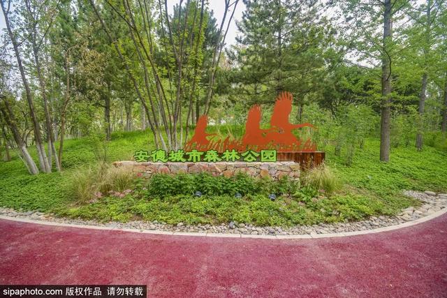 夏日“森”呼吸(下)| 周末城市漫步之旅