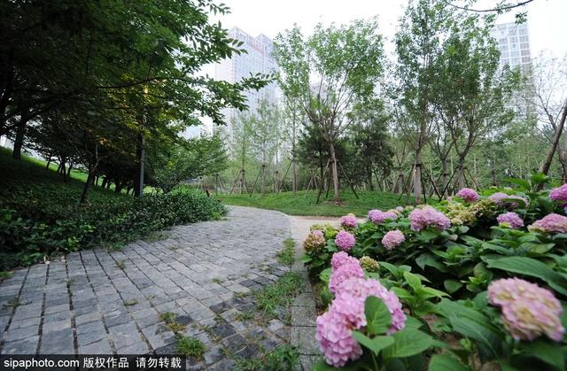 夏日“森”呼吸(下)| 周末城市漫步之旅