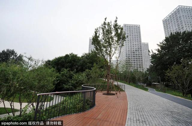 夏日“森”呼吸(下)| 周末城市漫步之旅