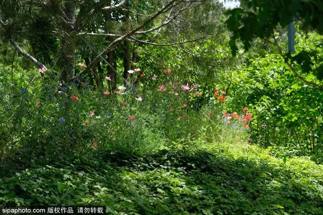 夏日“森”呼吸(下)| 周末城市漫步之旅