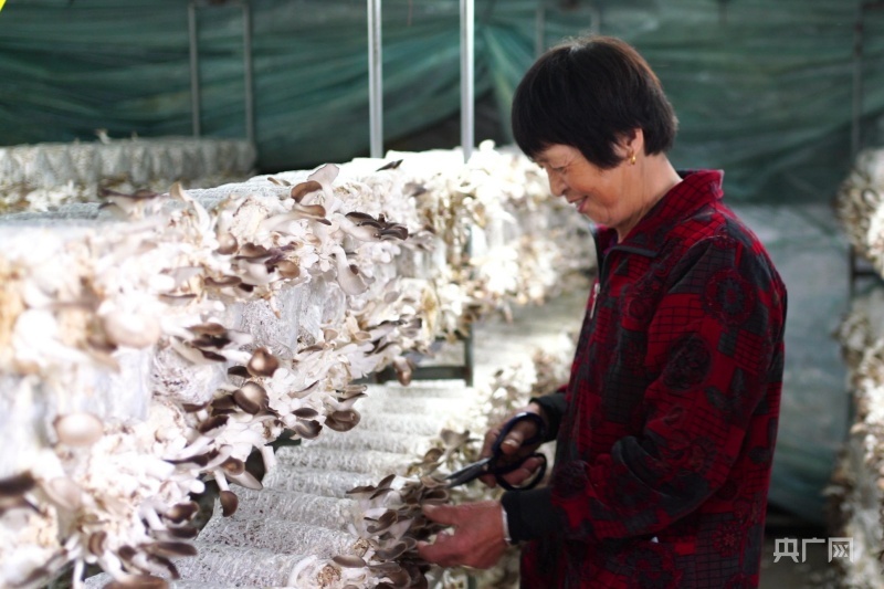 长啸村“农光互补”食用菌基地蘑菇丰收（央广网记者 尚天宇 摄）