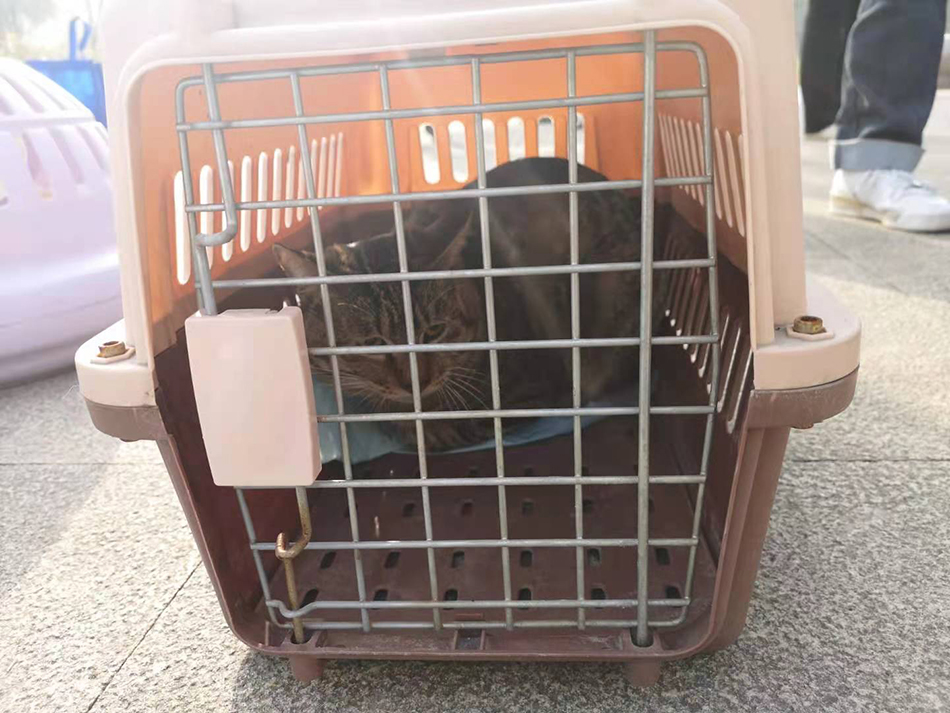 一只待做手术的流浪猫