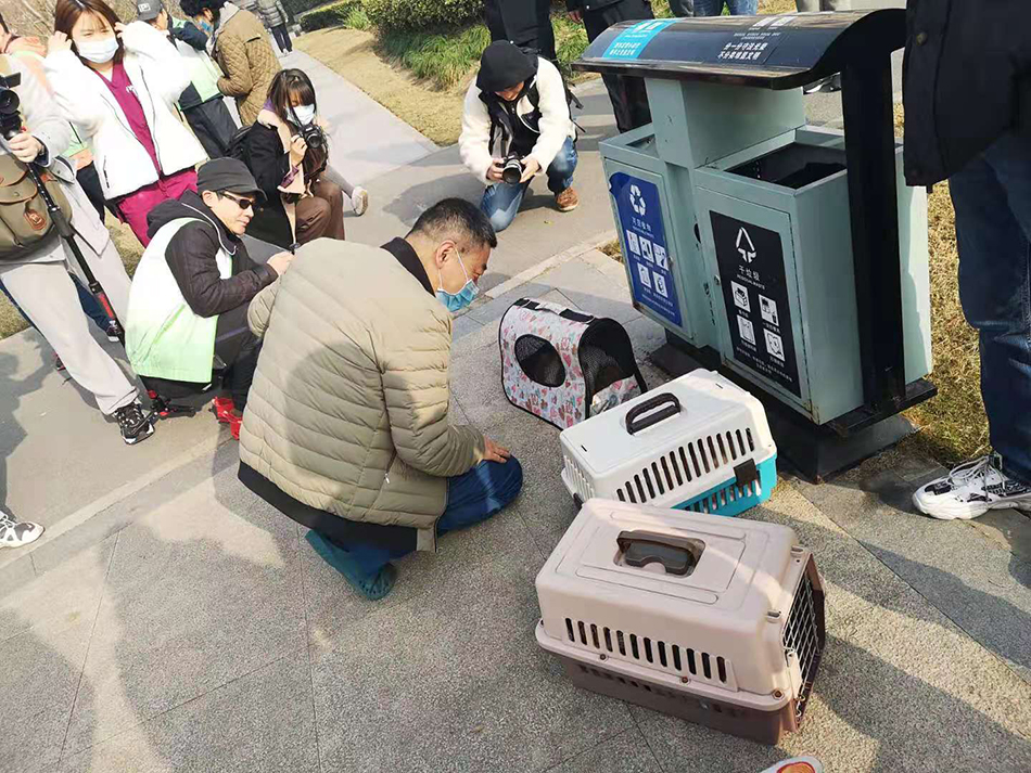 兽医志愿者张昕观察待做手术的流浪猫