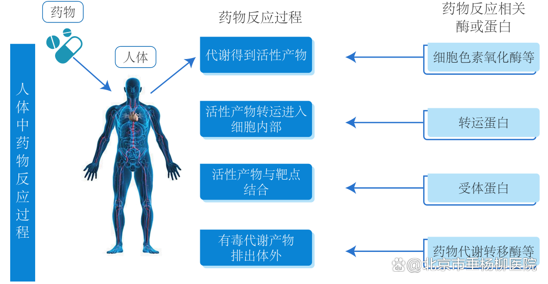 药物在进入机体后，经过药物代谢酶、药物转运体和药物作用靶点等的共同