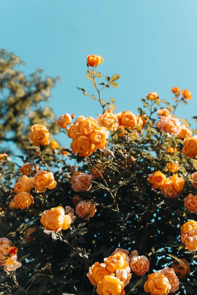 每当有人说没有什么是“完美”的,我说……