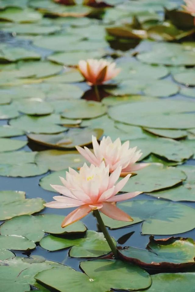 每当有人说没有什么是“完美”的,我说……