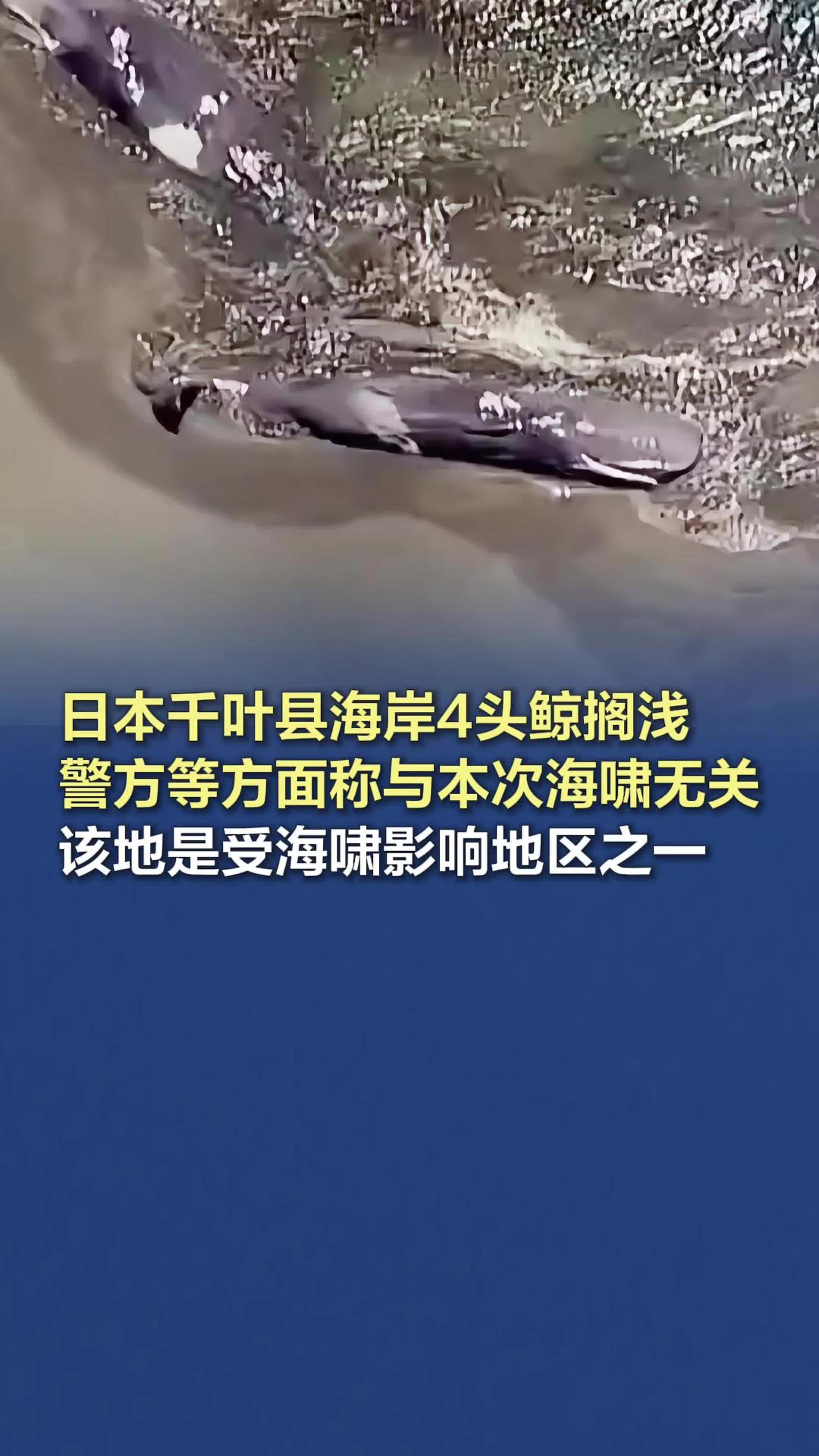 日本海岸4头鲸搁浅，警方称与本次海啸无关