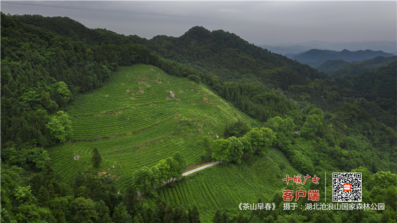 《茶山春早》（拍摄于沧浪山茶场）