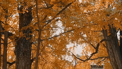 微信图片_20241103130541.gif