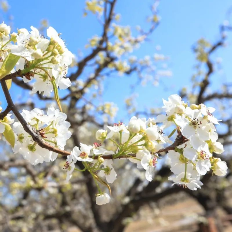 【文旅指南】春日游赏,诗意寻芳 万亩梨园赏花季——舌尖上的美食篇