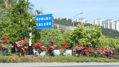 娇艳欲滴  月季花开满城香[00-00-33--00-00-40]