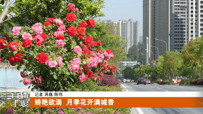 娇艳欲滴  月季花开满城香[00-00-13--00-00-17]