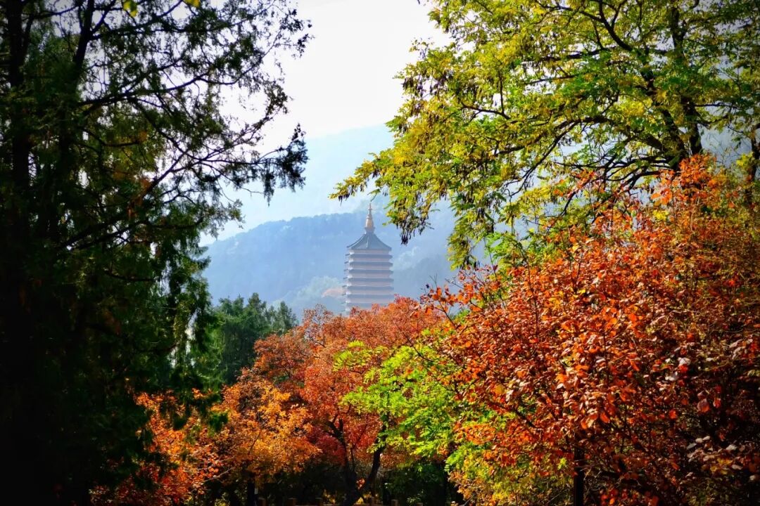 北京八大处重阳游山会亮点抢先看~