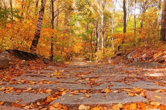 北京喇叭沟原始森林公园正是登山赏红叶的好时节图片