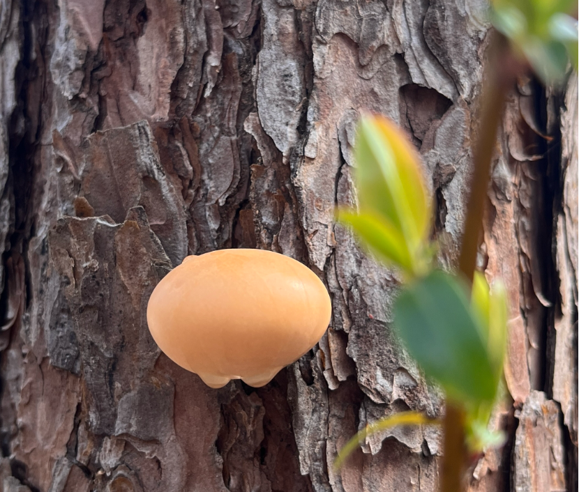 c8be8b7edd8d456c82c5a5d25f8f1cb4