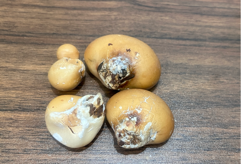 42a1831d47724a2ca311245ac52380dc