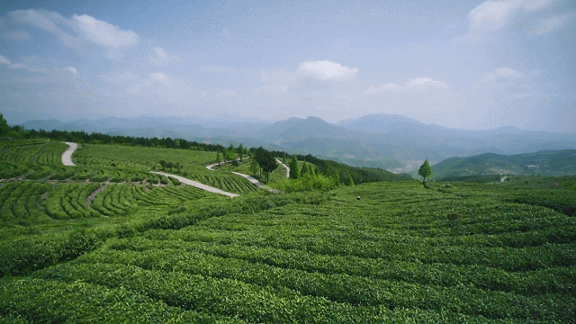 春采“硒”望   竹山30万亩富硒茶园开采20263301941577