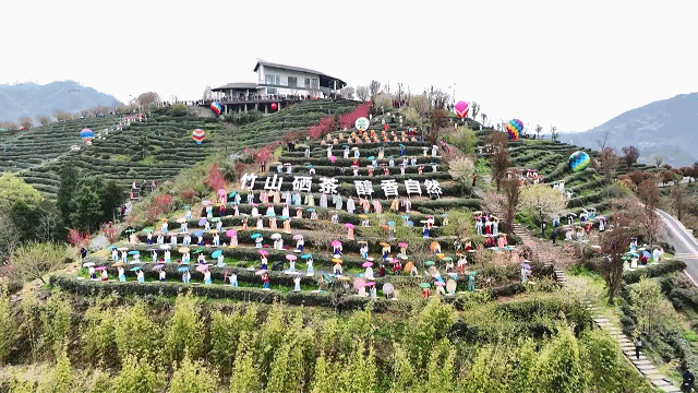 春采“硒”望   竹山30万亩富硒茶园开采20263301935583