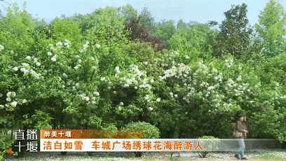 绣球花开“无尽夏” 车城广场花海醉游人[00-00-19--00-00-27]