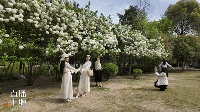 绣球花开“无尽夏” 车城广场花海醉游人[00-01-14--00-01-22]