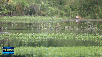 416种珍稀野生动物在我市“安家”[00-01-00--00-01-08]