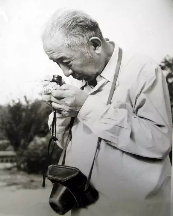 中国唯一的巨树，“植物恐龙”京城落户记