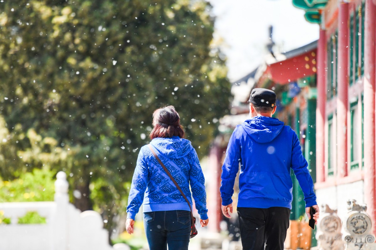 北京今年杨柳飞絮,预计有三次高发期