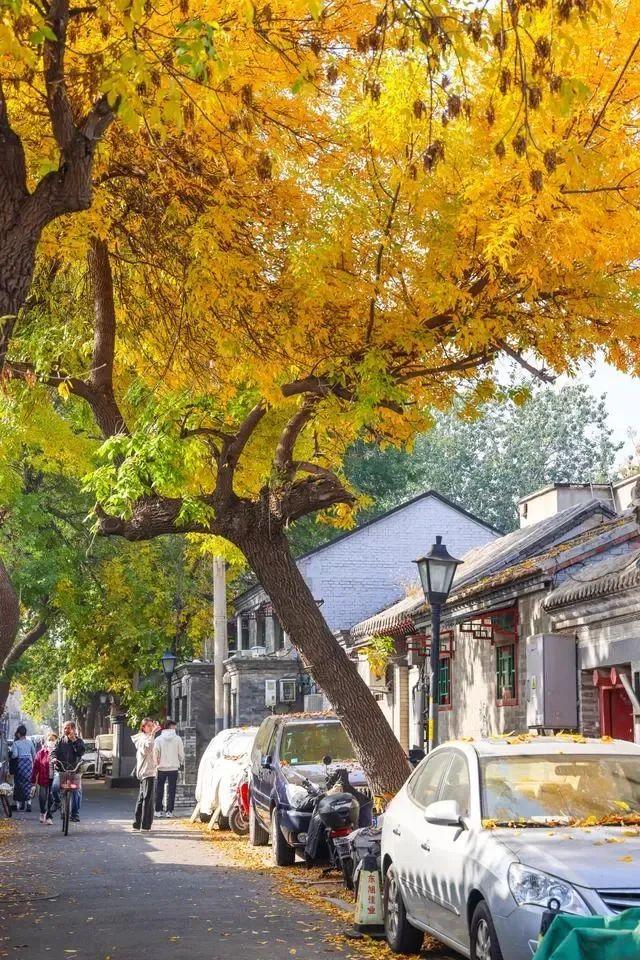 胡同赏秋，京味儿十足