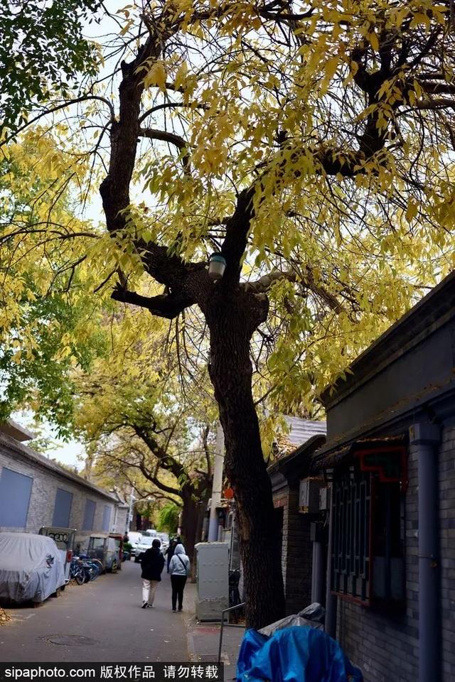 胡同赏秋，京味儿十足