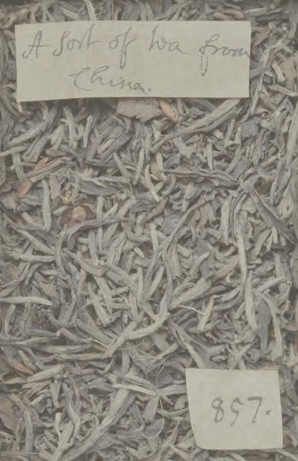 故宫“茶•世界——茶文化特展”，展示一片“东方树叶”的传奇！