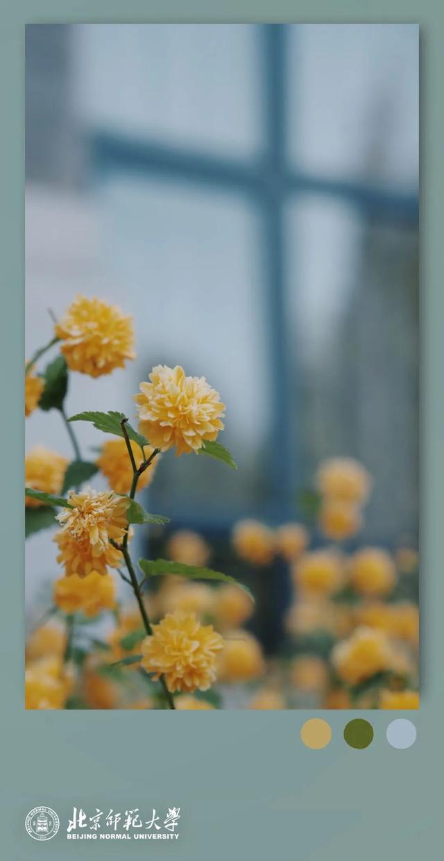 姚黄，霁红，霜绿，秋蓝