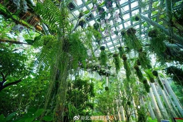 这些“氧气感”满满的温室植物园，初冬去刚刚好！