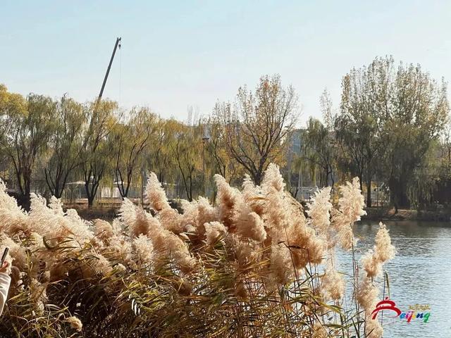 又到观鸟季，带上镜头去邂逅诗意冬天吧！