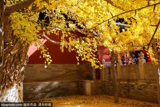 古寺赏银杏，解锁初冬的浪漫
