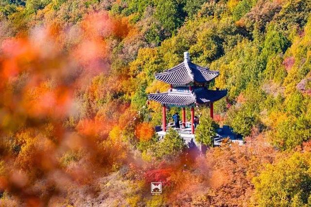 古寺赏银杏，解锁初冬的浪漫