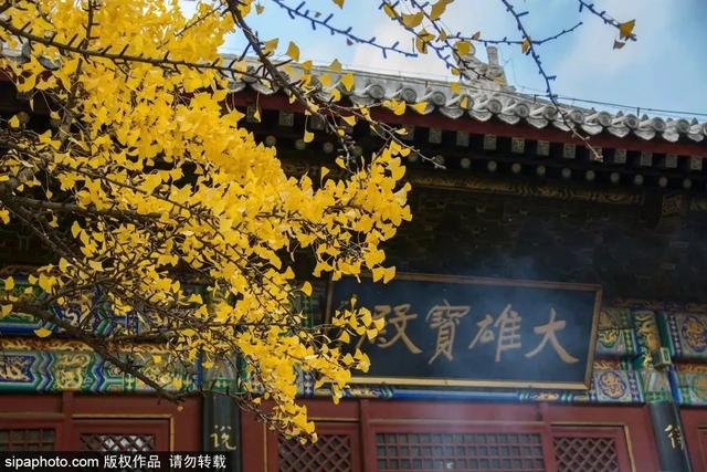 古寺赏银杏，解锁初冬的浪漫