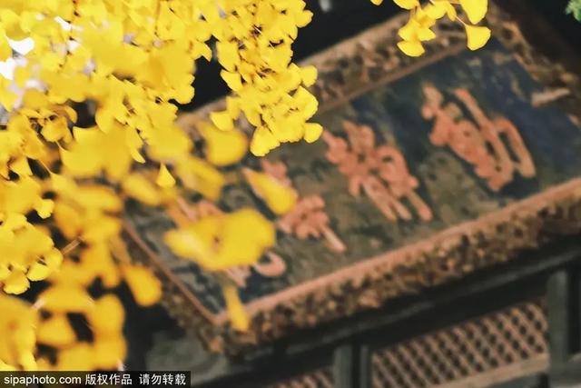 古寺赏银杏，解锁初冬的浪漫