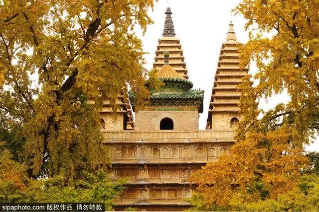 古寺赏银杏，解锁初冬的浪漫