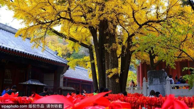 古寺赏银杏，解锁初冬的浪漫