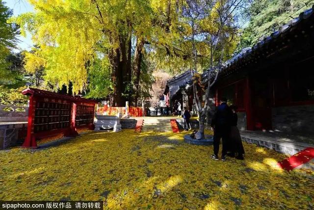 古寺赏银杏，解锁初冬的浪漫