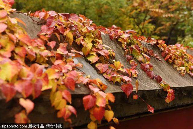 古寺赏银杏，解锁初冬的浪漫
